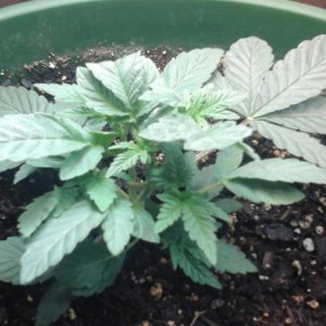 Unknown Bag Seed Veg Week 4 Topped