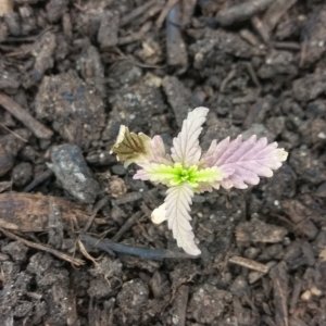 Episode 4: A New Growth