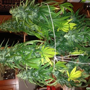 cannabis budding female plant