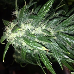 cannabis budding female plant
