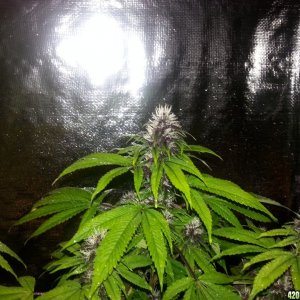 Purple Kush/White Cookies 20 days in Bud