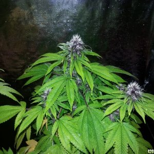 Purple Kush/White Cookies 20 days in Bud