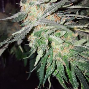 White Widow in Portable ScrOG close ups