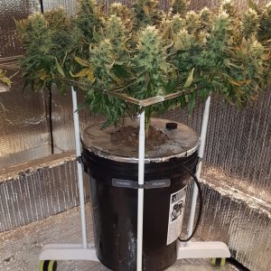 White Widow in Portable ScrOG