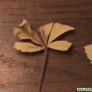 Fan Leaf - Nute burn? 1