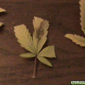 Fan Leaf - Nute burn? 2
