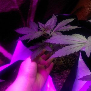 month old grow..