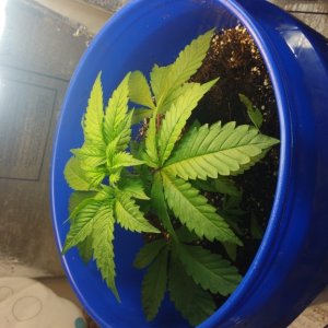 grow room veg