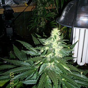 Name this plant  Fem Mix Froom WW seed Co.