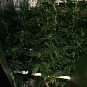 heat issues tent update