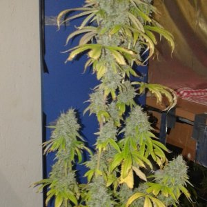 RP ogkush 9 weeks flowering ready to be chopped