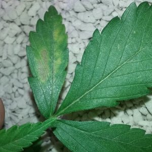 Liberty Haze Leaf Discoloration