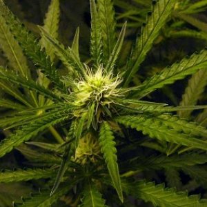 Cannabis_flower17