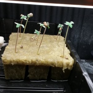 Auto seedlings