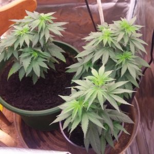 Mystery Seeds - Flower Day 1 (Day 47)
