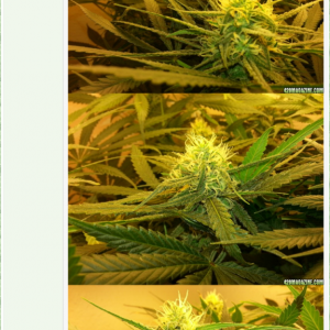 Comparison original plant at 6 weeks