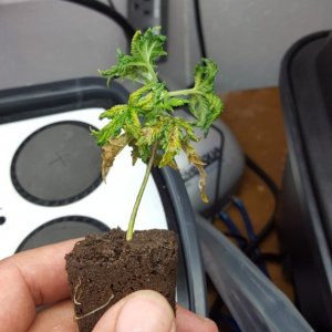 weird plant disease