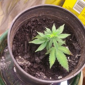 Mystery Seeds - Flower Day 15