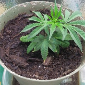Mystery Seeds - Flower Day 15