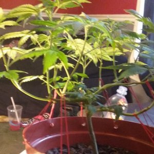 CFL Box Grow - Soil Medium - Bag Seed
