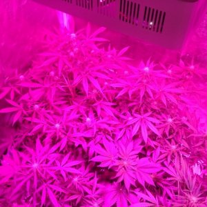 400W COB (actual 250W approx) + 300W LED (actual 105W approx)