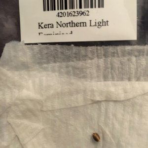 Northern Lights Seed