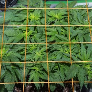 1st grow, White Widow, 2x2x4, 300W LED, ScrOG, soil