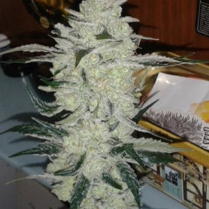 frosty Tangie cola