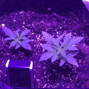 White Widow x big Bud x2 plants