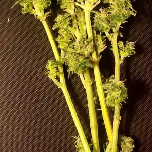 Early harvest, couple branches, small buds, curring time question, autoflow