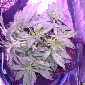 Blue Mystic Auto Day 24  - LST