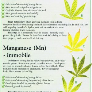 zinc_zn_manganese_mn_marijuana_weed_nutrient_problem11