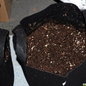 5 Gal Fiber Grow Pots