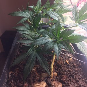 Pc grow 8 weeks veg