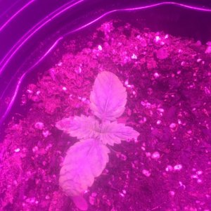 Sick seedlings - Bluberry again