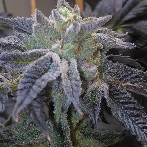 Dr grinspoon x Triangle kush