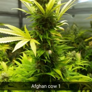 afghan_cow