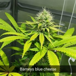 barneys_blue_cheese
