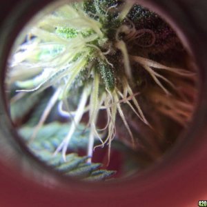 Trichome Production (week 3)