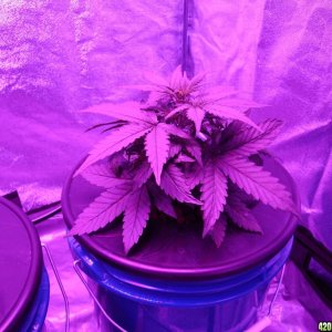 Day 34 from germination