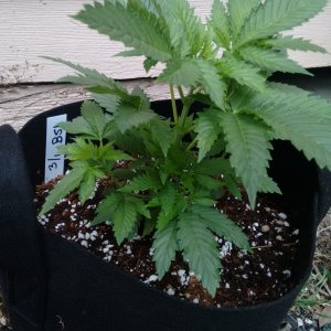 Outdoor bagseed #1