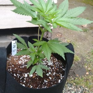 Outdoor bagseed #2