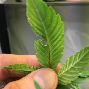 Underside Leaf Damage