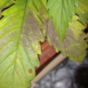 DK #1 leaf problem, top side