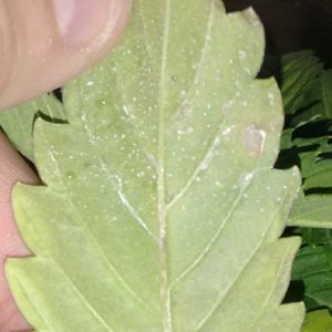 DK #1 leaf problem, bottom of leaf