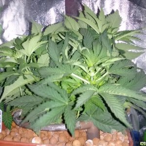DK2 1st week on aggressive veg mix, day 37 from seed