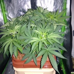 DK2 at day 39 from seed