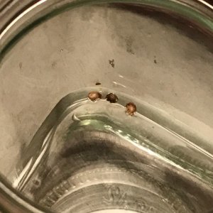 White Widow Seeds in Water