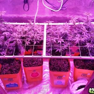 scrog in place 6-11-17