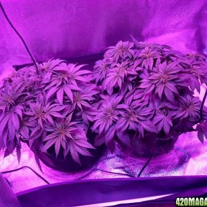 ak48 + SuperSkunk fem - first grow - Coco and LED